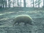 Schorfheide 033.jpg